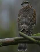 Eurasian Sparrowhawk