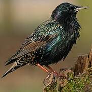 Common Starling