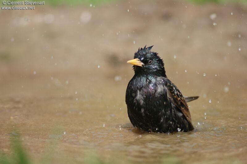 Common Starling