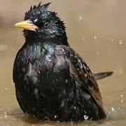 Common Starling