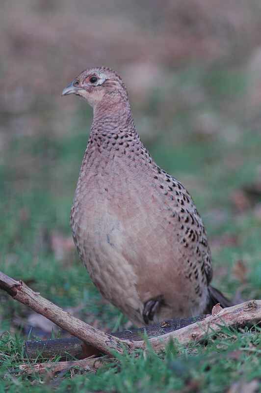 Common Pheasant