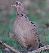 Common Pheasant