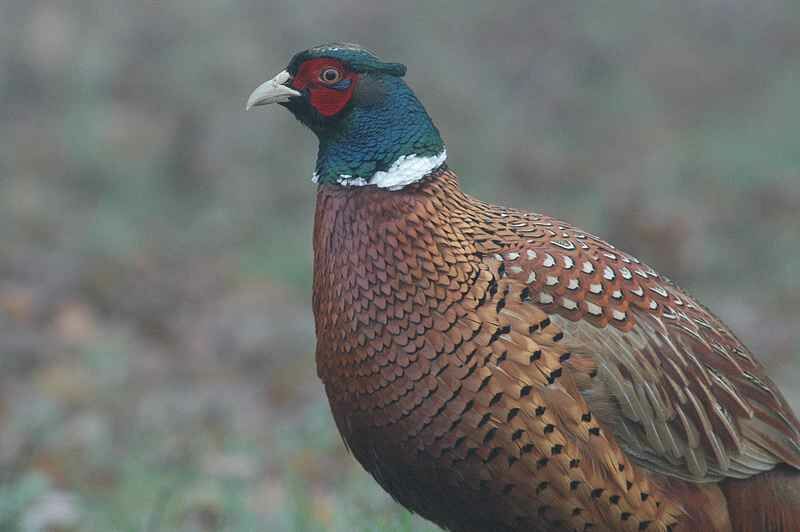 Common Pheasant