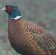 Common Pheasant