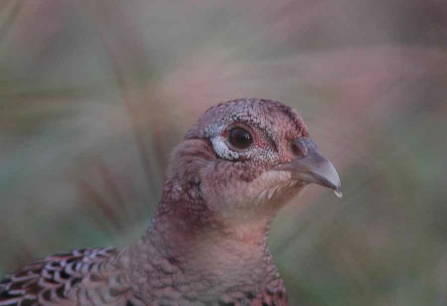 Common Pheasant