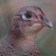 Common Pheasant