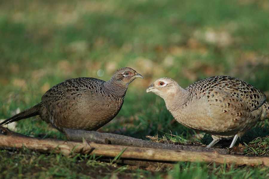 Common Pheasant