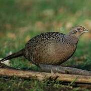 Common Pheasant