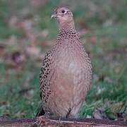 Common Pheasant