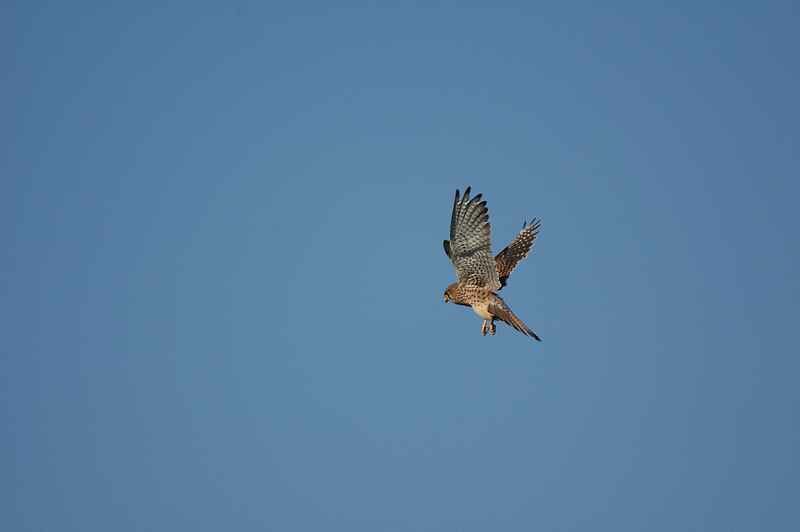 Common Kestrel