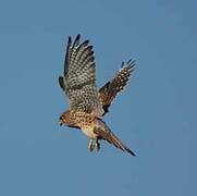 Common Kestrel