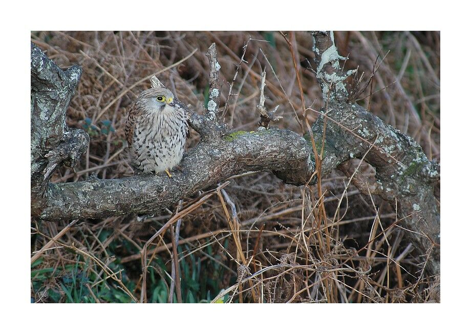 Common Kestrel