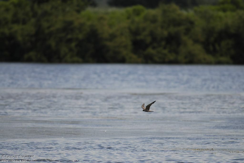 Eurasian Hobby, Flight