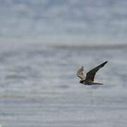 Eurasian Hobby