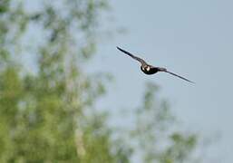 Eurasian Hobby