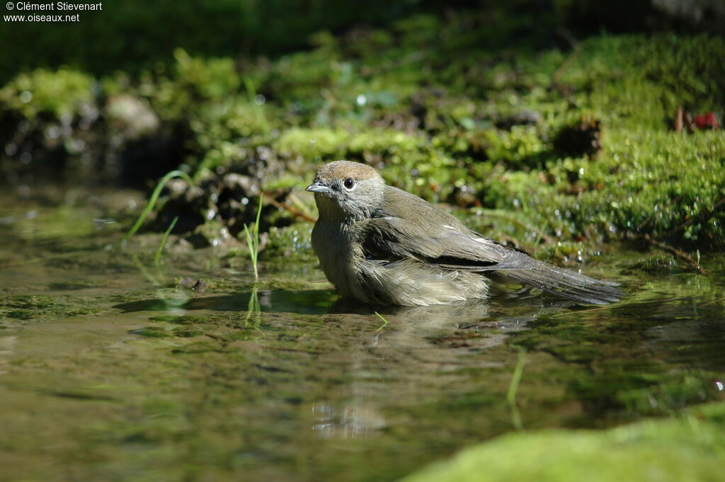 Eurasian Blackcap