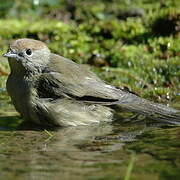 Eurasian Blackcap