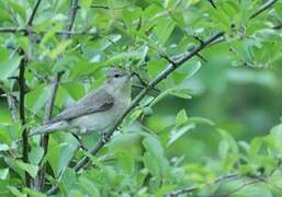 Garden Warbler