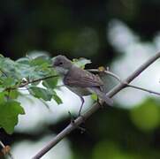 Common Whitethroat