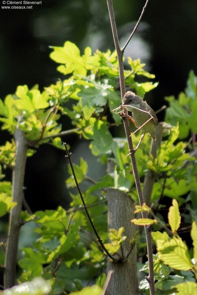 Fauvette grisette