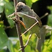 Common Whitethroat