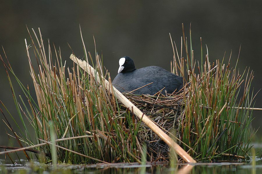 Eurasian Coot