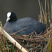 Eurasian Coot