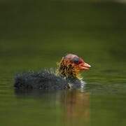 Eurasian Coot