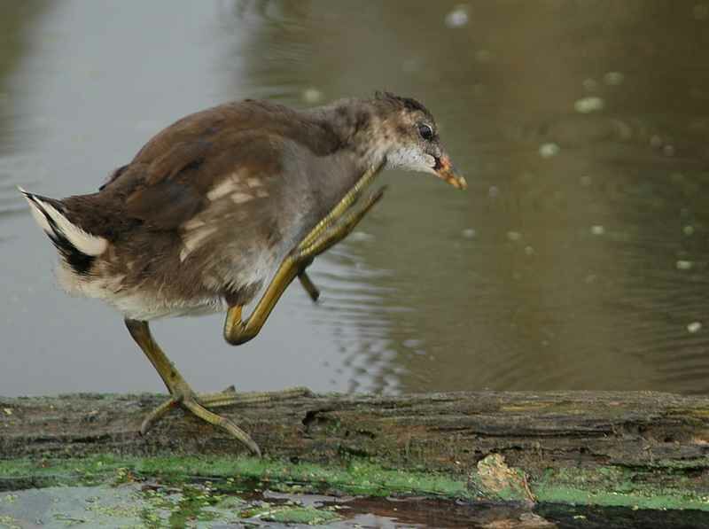 Gallinule poule-d'eau