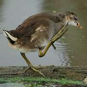 Gallinule poule-d'eau