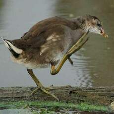 Gallinule poule-d'eau