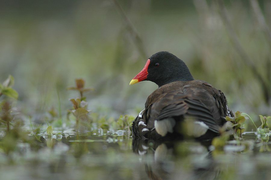 Common Moorhen