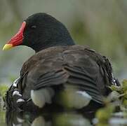 Gallinule poule-d'eau