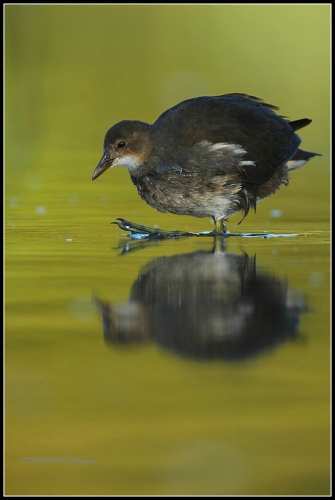 Gallinule poule-d'eau