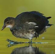 Gallinule poule-d'eau