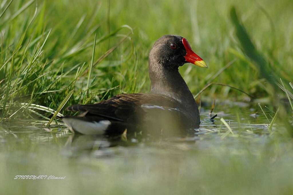 Gallinule poule-d'eau