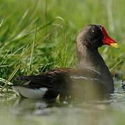 Common Moorhen