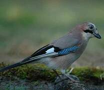 Eurasian Jay