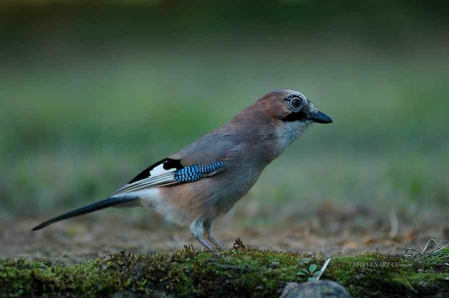 Eurasian Jay