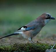 Eurasian Jay