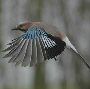 Eurasian Jay