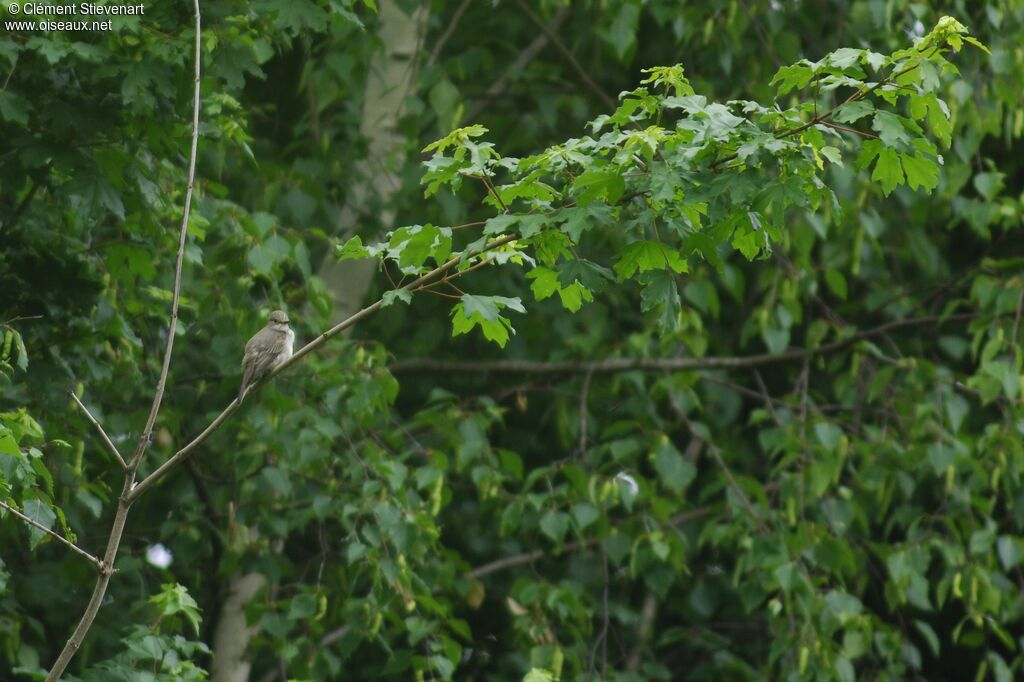 Spotted Flycatcher, identification