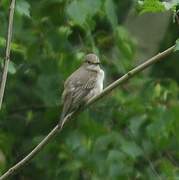 Spotted Flycatcher