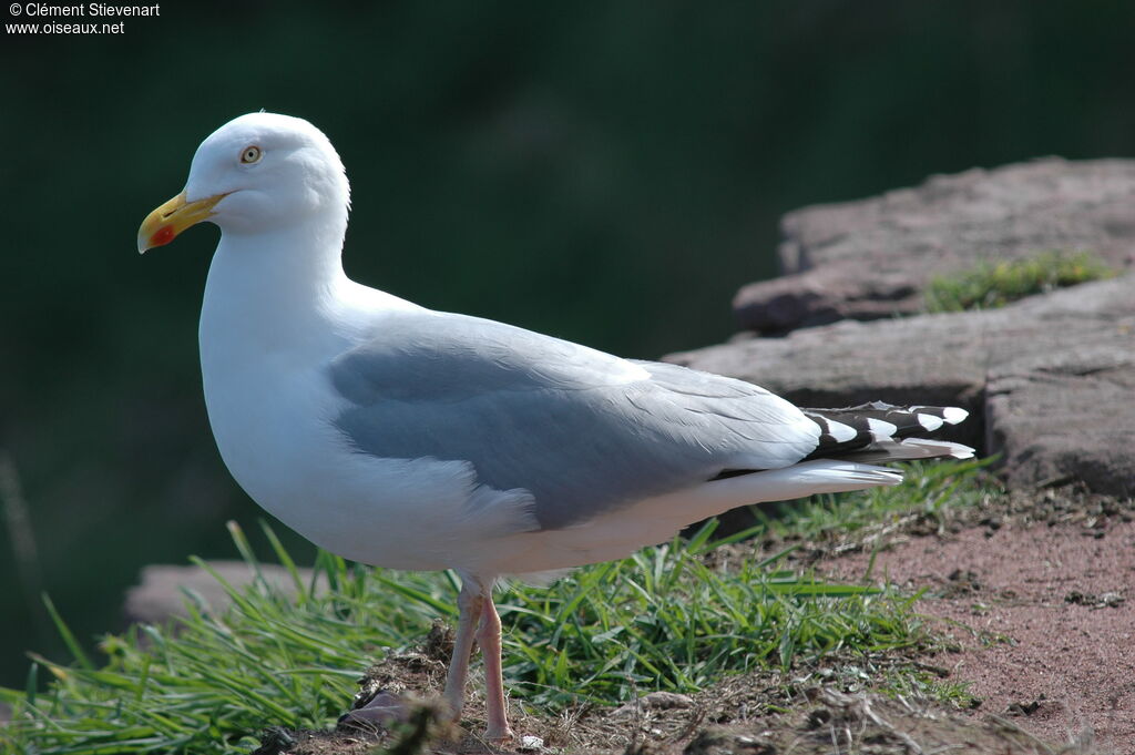 Goéland argenté