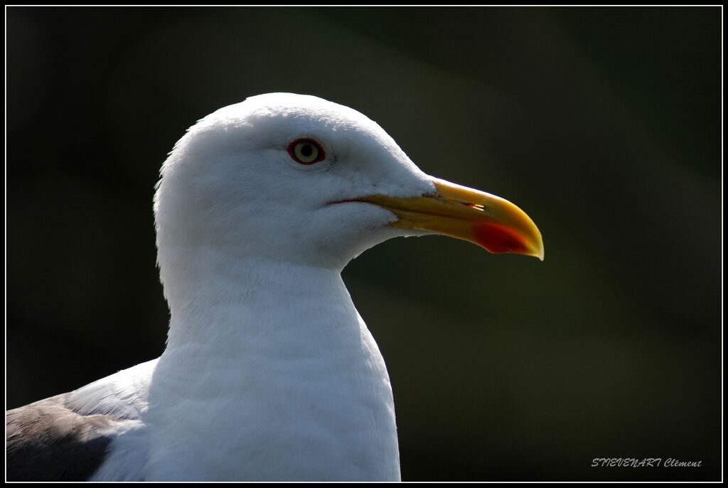 Lesser Black-backed Gull