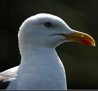 Lesser Black-backed Gull