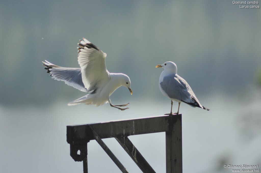 Common Gull 