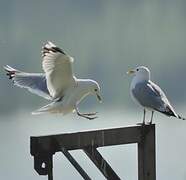 Common Gull