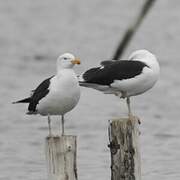 Great Black-backed Gull