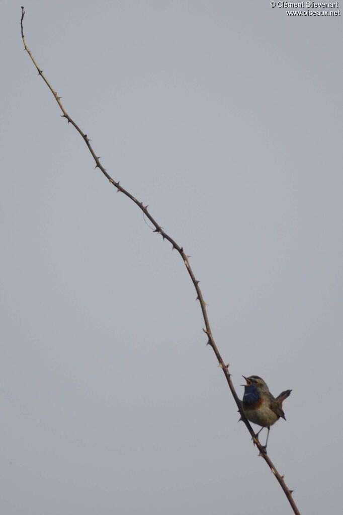 Bluethroat male, song